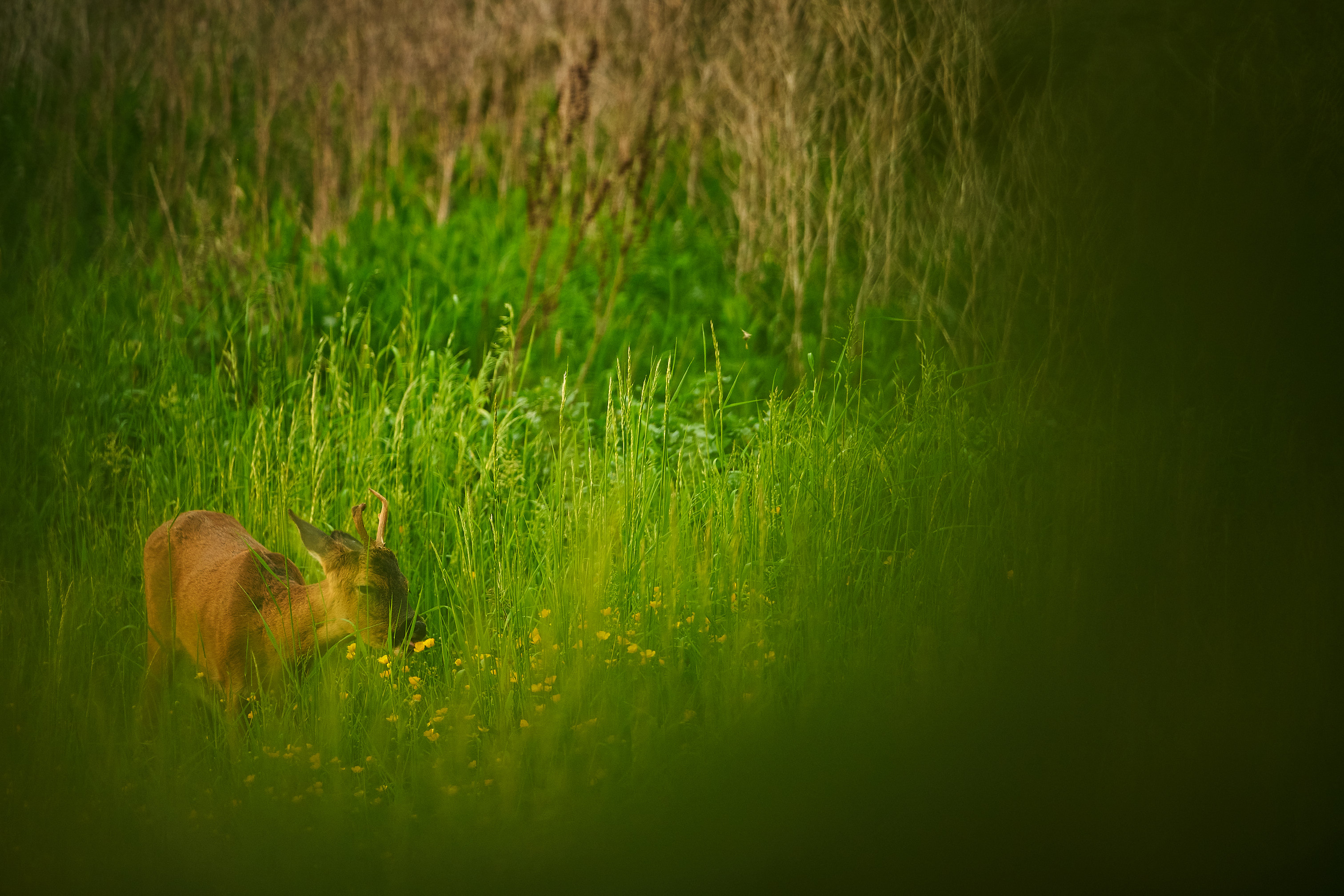 Roe Deer eating buttercups